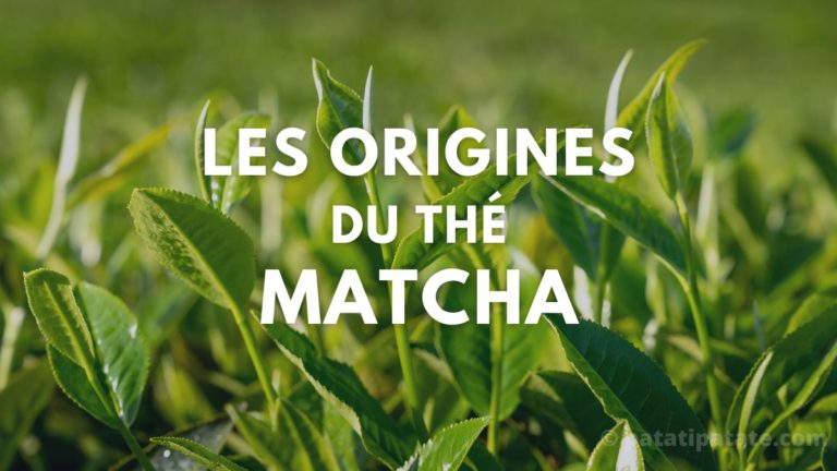 Les origines du thé matcha