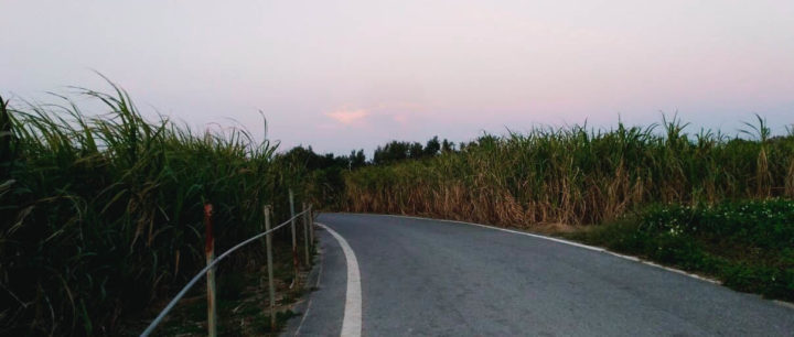 Champs de cannes à sucre (Okinawa)
