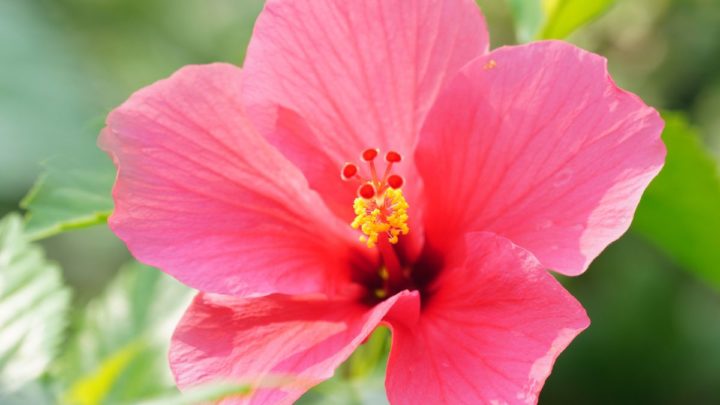 L'hibiscus  une plante riche en antioxydants